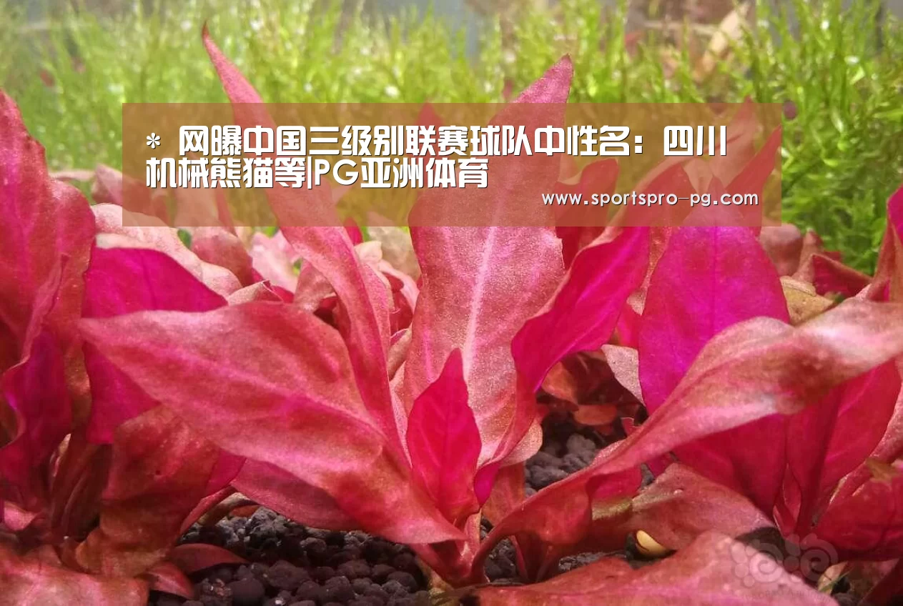 *
网曝中国三级别联赛球队中性名:四川机械熊猫等|PG亚洲体育(图1) PG电竞